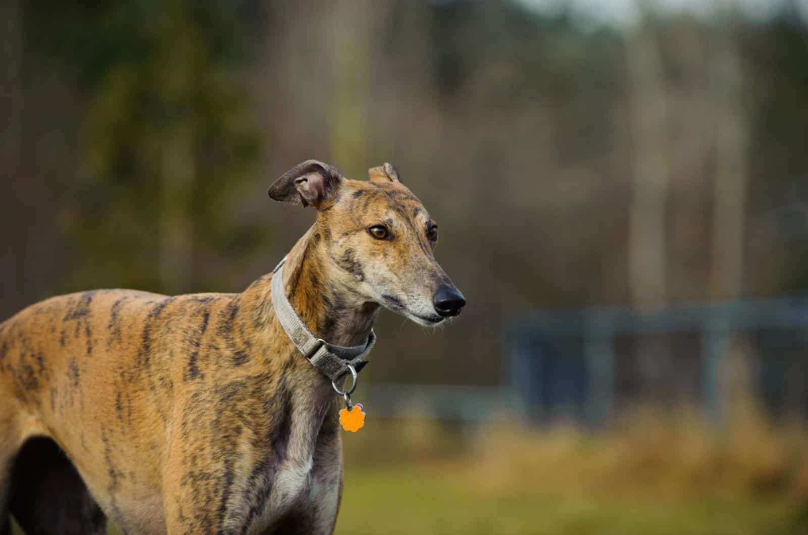 greyhound dog in nature