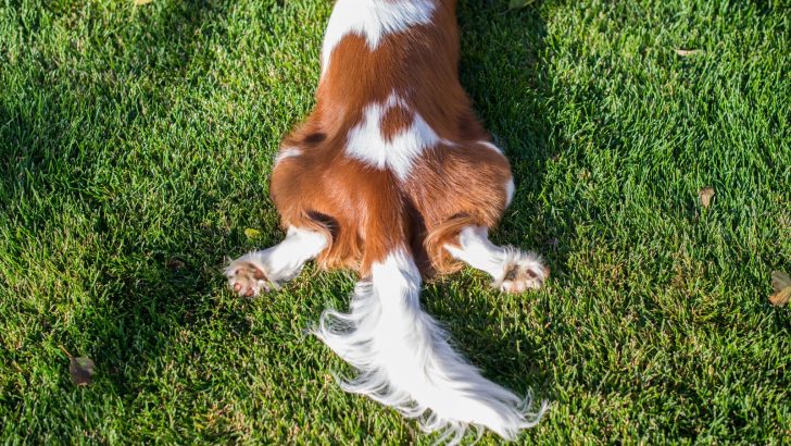 Happy Tail Syndrome: What Is It And Should You Be Concerned?