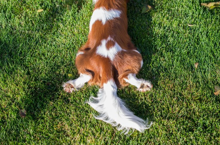 close shot of dog's tail