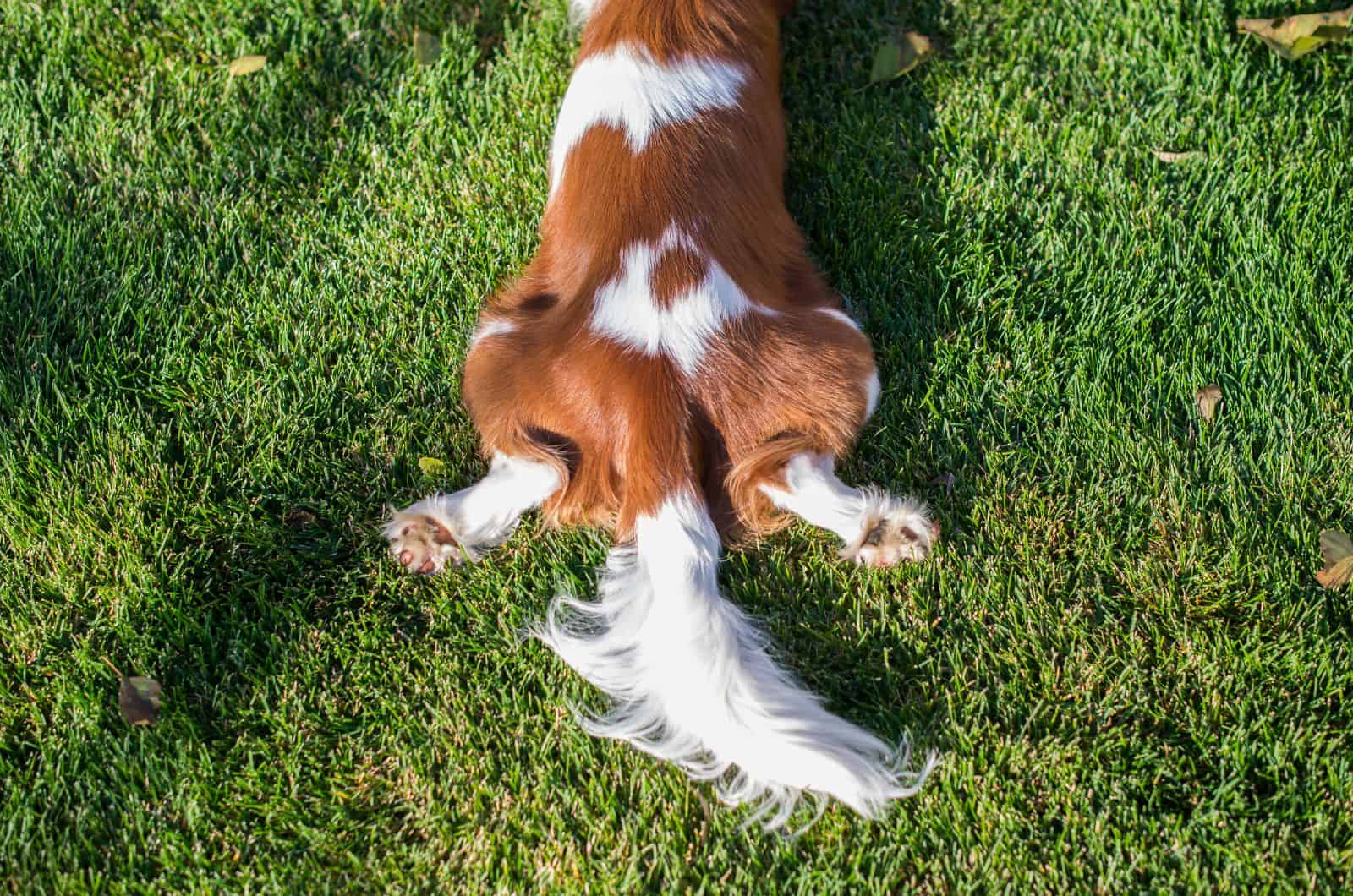 Happy Tail Syndrome: What Is It And Should You Be Concerned?