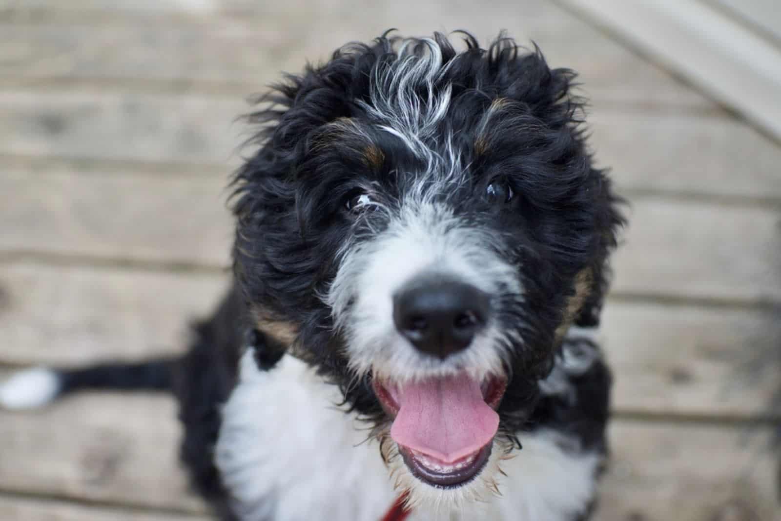 Happy and healthy Bernedoodle 