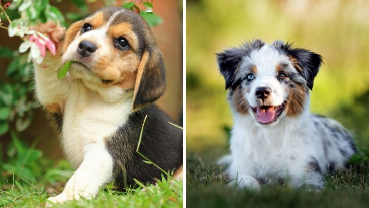 Have A Merry Australian Shepherd Beagle Mix — It’s Bark Time