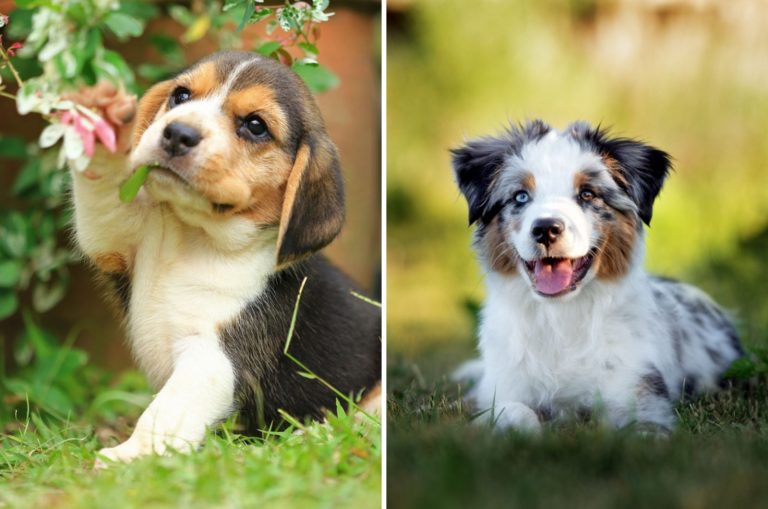 australian shepherd beagle mix