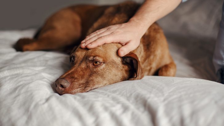 Help! My Dog Sounds Congested, What Should I Do?