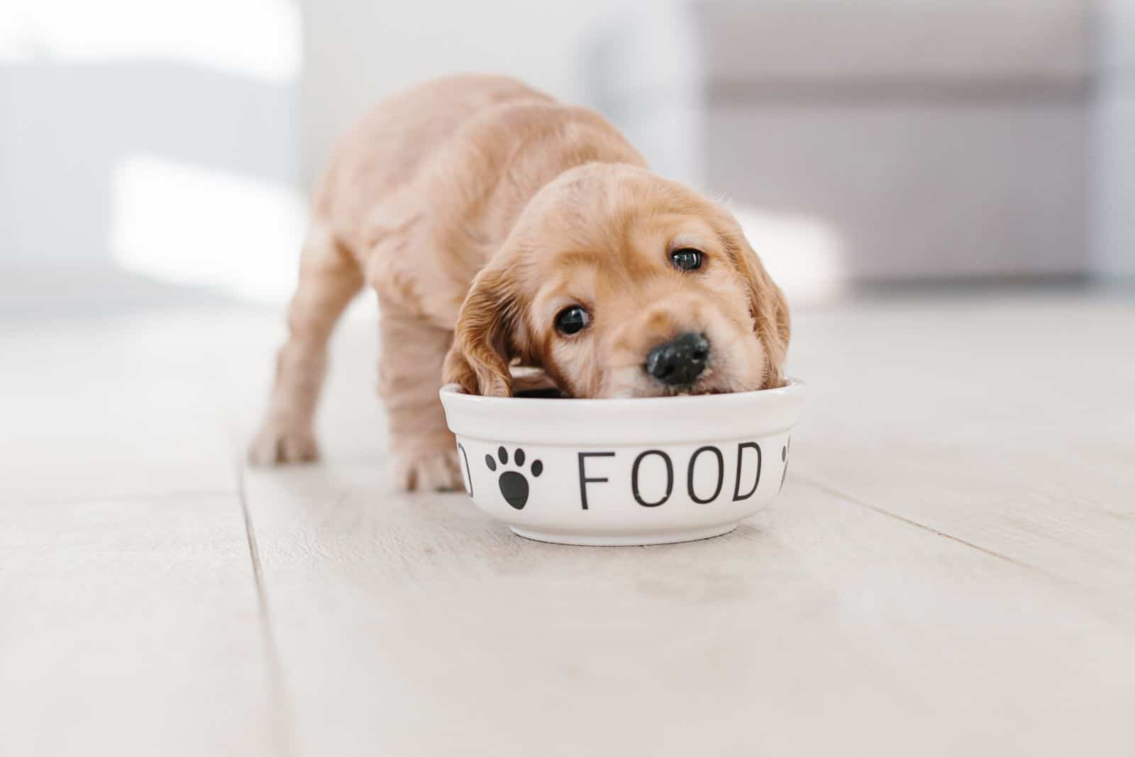 English cocker spaniel puppy eating from a bowl