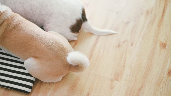 How Serious A Lump On Dogs’ Tail Can Be: 9 Explanations