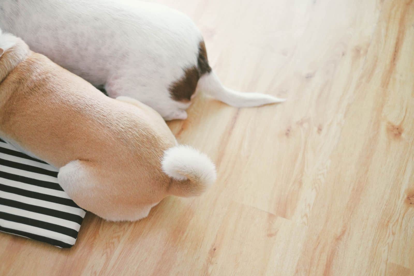 How Serious A Lump On Dogs’ Tail Can Be: 9 Explanations