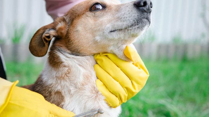 How To Get Rid Of Mites On Dogs? — 11 Solutions