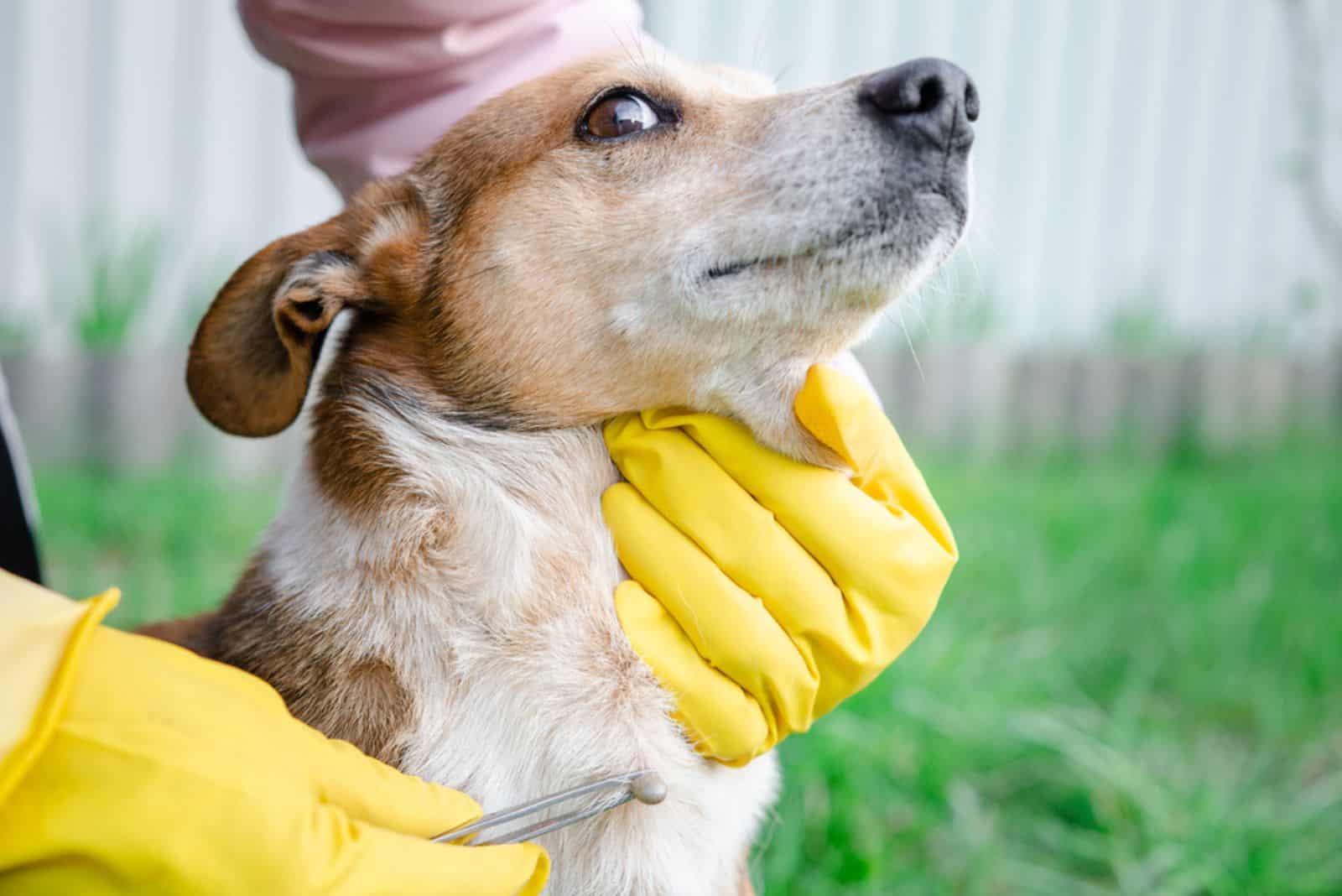 man using silver tweezers to remove dog adult tick from the fur