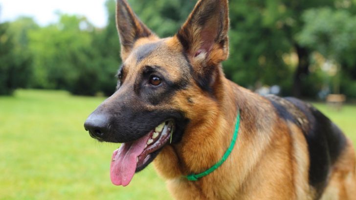 How To Identify A Full-Blooded German Shepherd