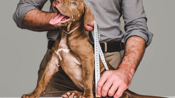 How To Measure A Dog’s Height The Right Way