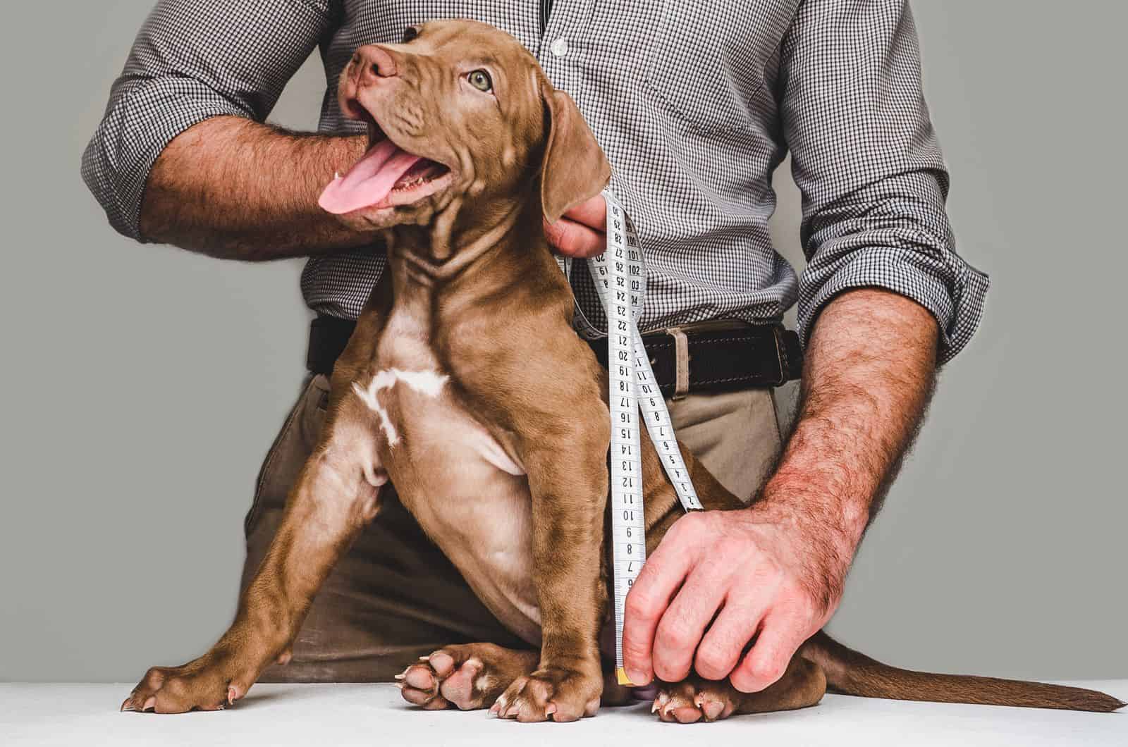 man measuring a dog