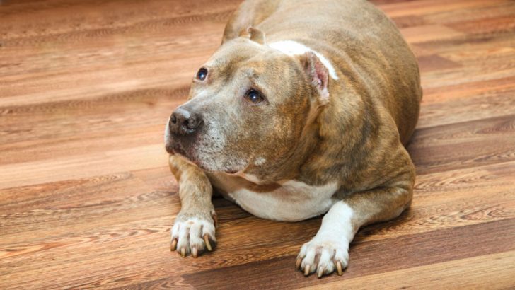 How To Put Your Fat Pitbull Back On Track?