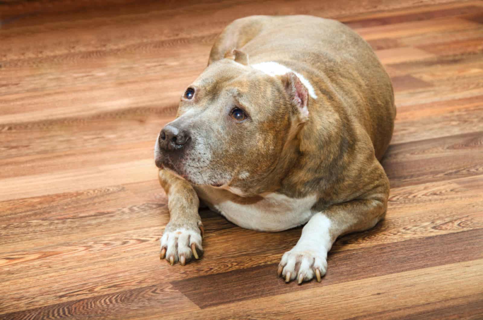 overweight pibull lying on the floor