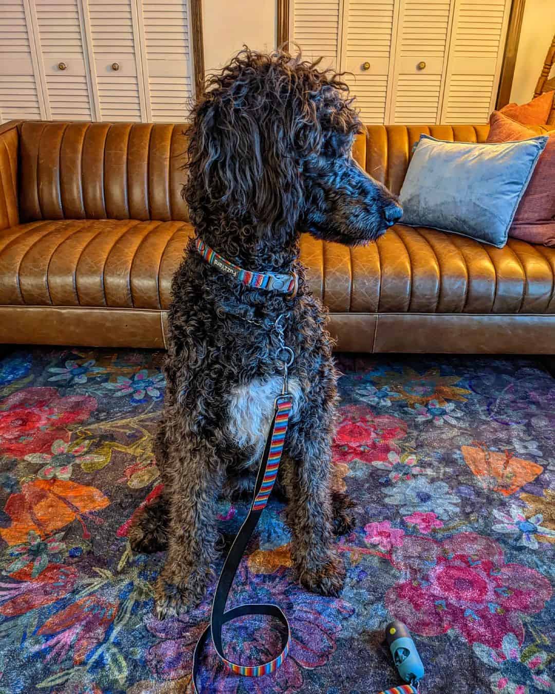 Irish Wolfadoodle