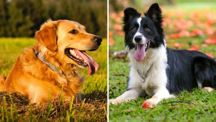 Is Border Collie Golden Retriever Mix The Best Designer Dog?