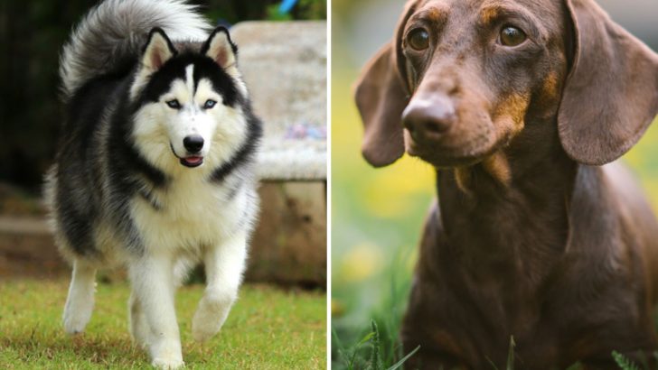 Is The Husky Dachshund Mix The Worst Of All Husky Mixes?
