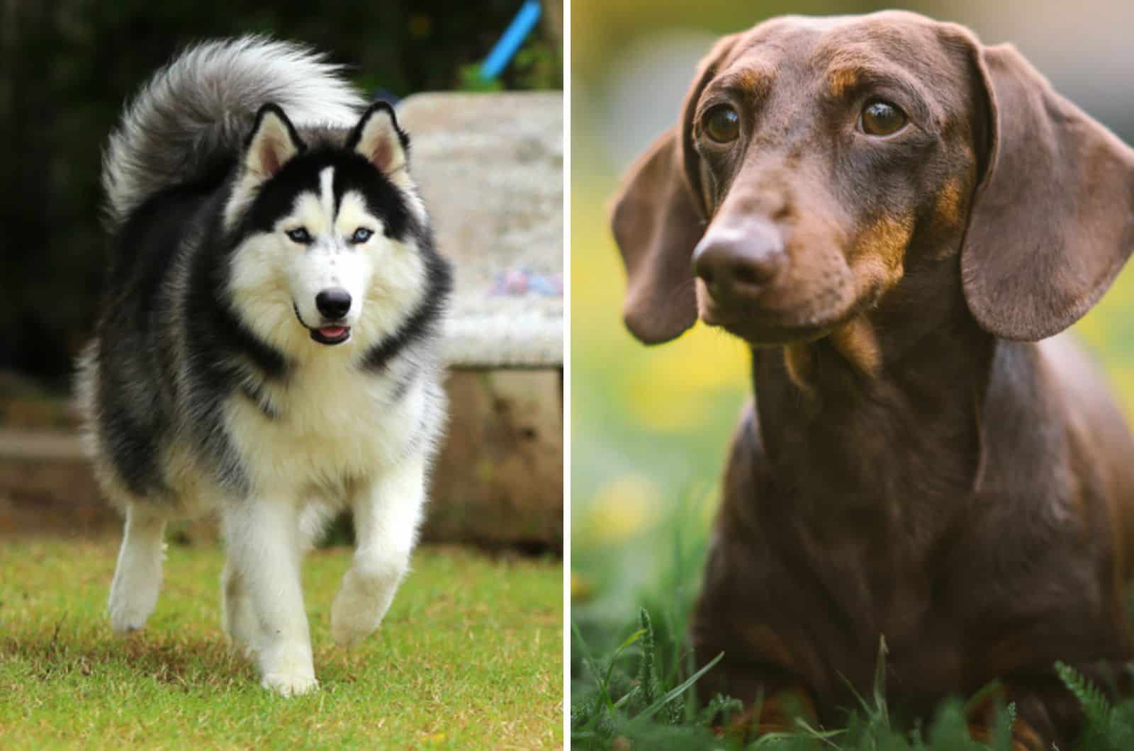 husky dachshund mix