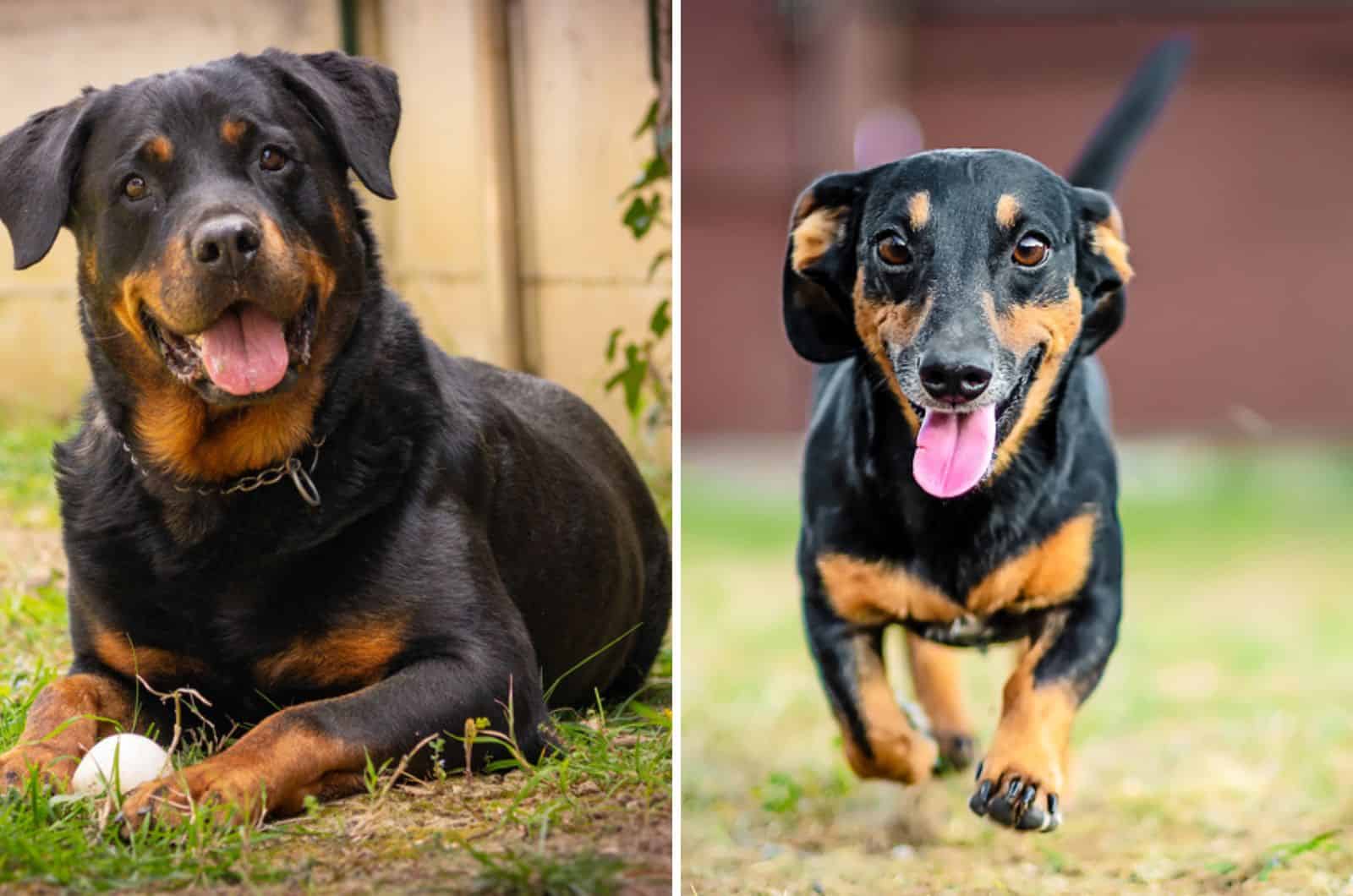 rottweiler dachshund mix