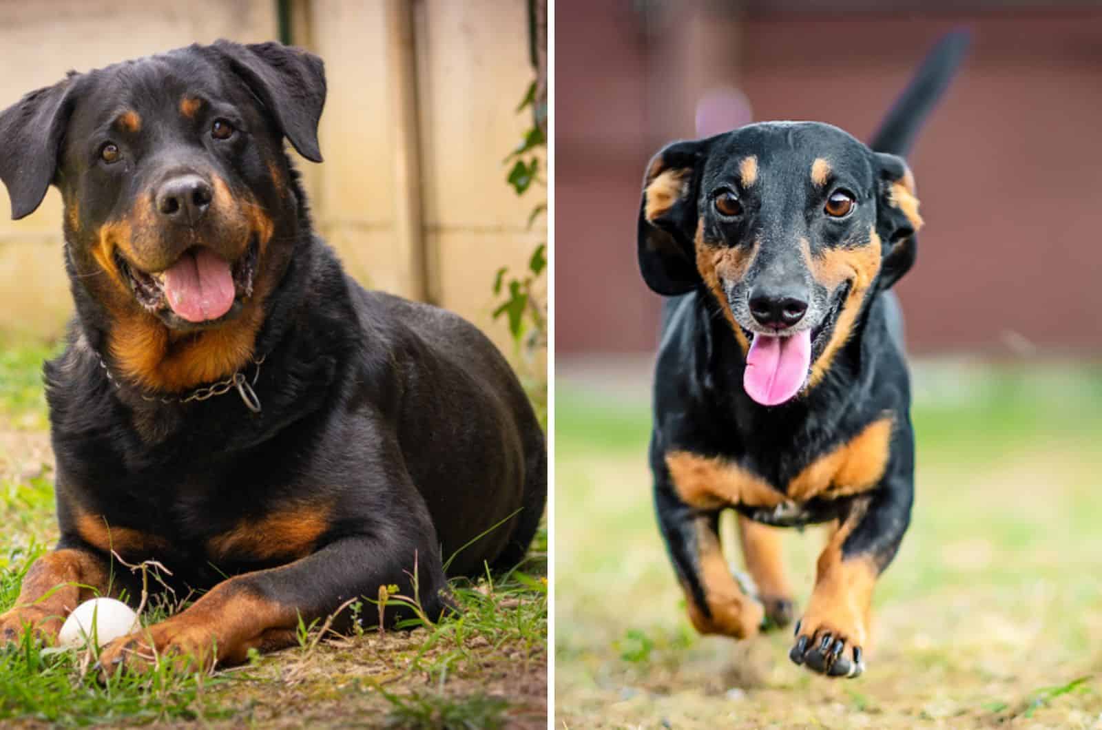 Rottweiler Mixes PupVine