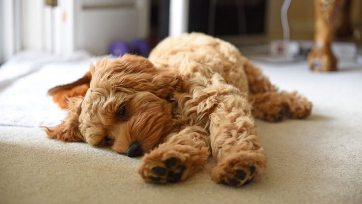 Is Your Dog Rubbing Its Face On The Carpet? — 15 Possible Reasons