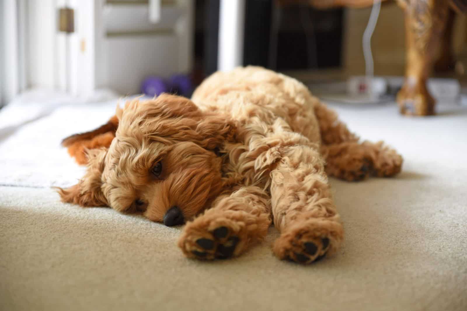 the dog cuddles on the carpet