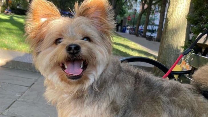 It’s A Yorkie Pomeranian Mix – What To Expect?