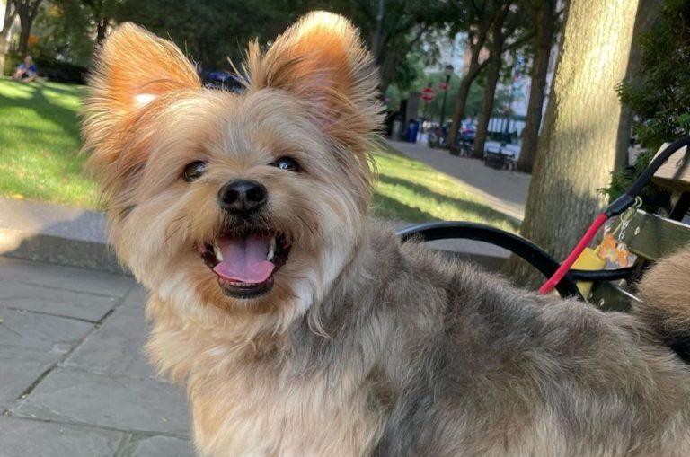 photo of a yorkie pomeranian mix