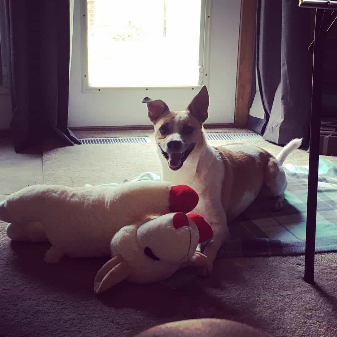 Jack Russell Basenji Mix plays with a toy