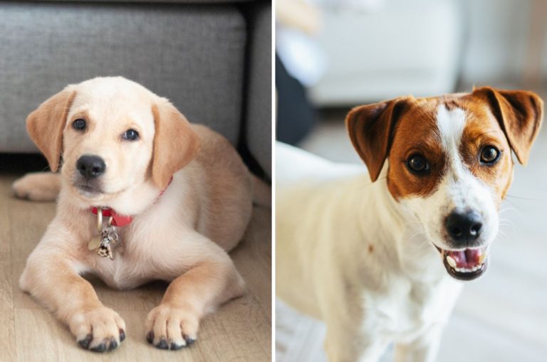 jack russell lab mix