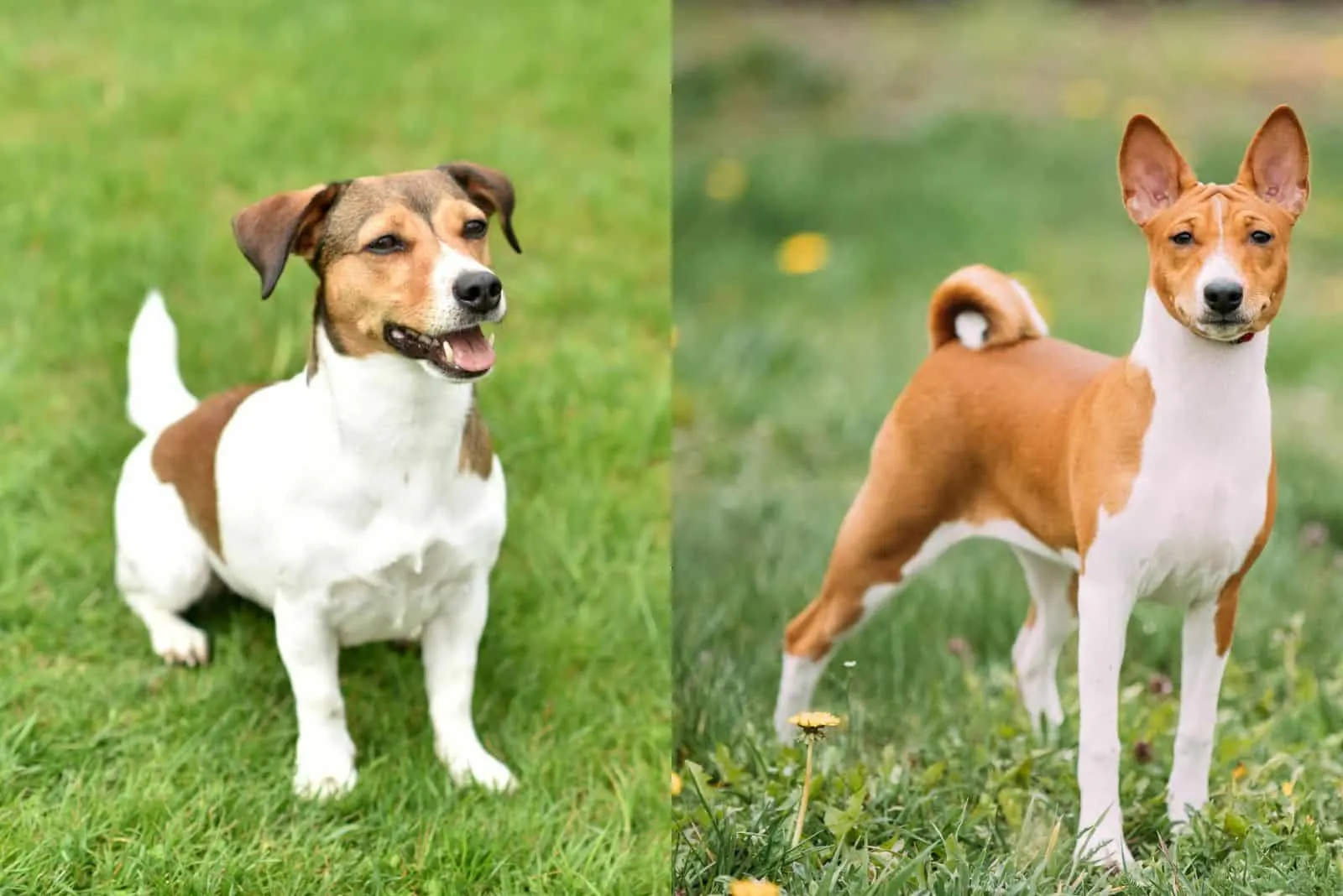 Jack Russell Terrier And Basenji