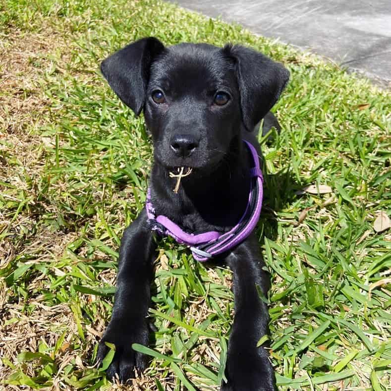 Lab Catahoula Mix is lying on the grass