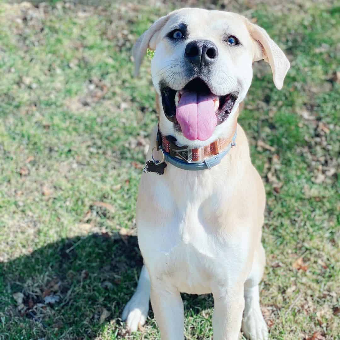 Lab Catahoula Mix sitting on the grass looking at the camera