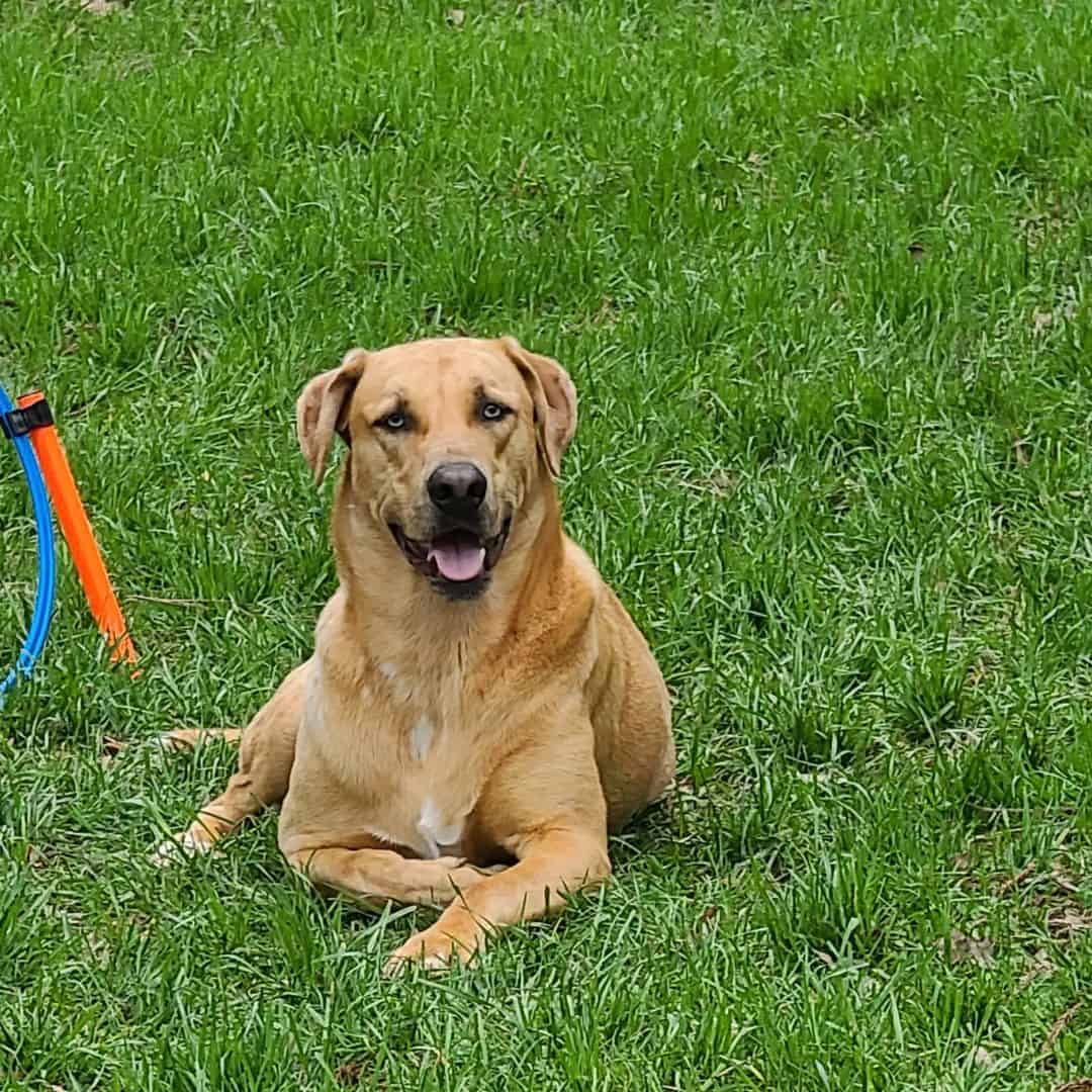 Lab Catahoula Mix