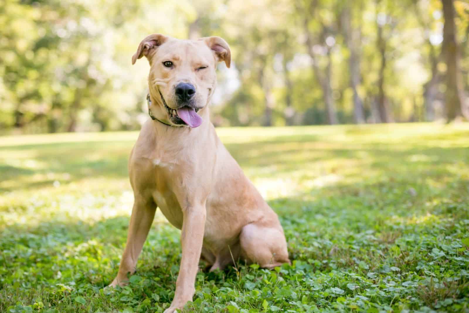 Labrador Retriever mixed breed dog sitting outdoors and winking