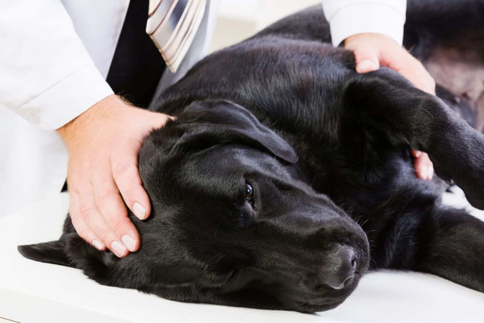 Labrador lying on table checked up by veterinarian