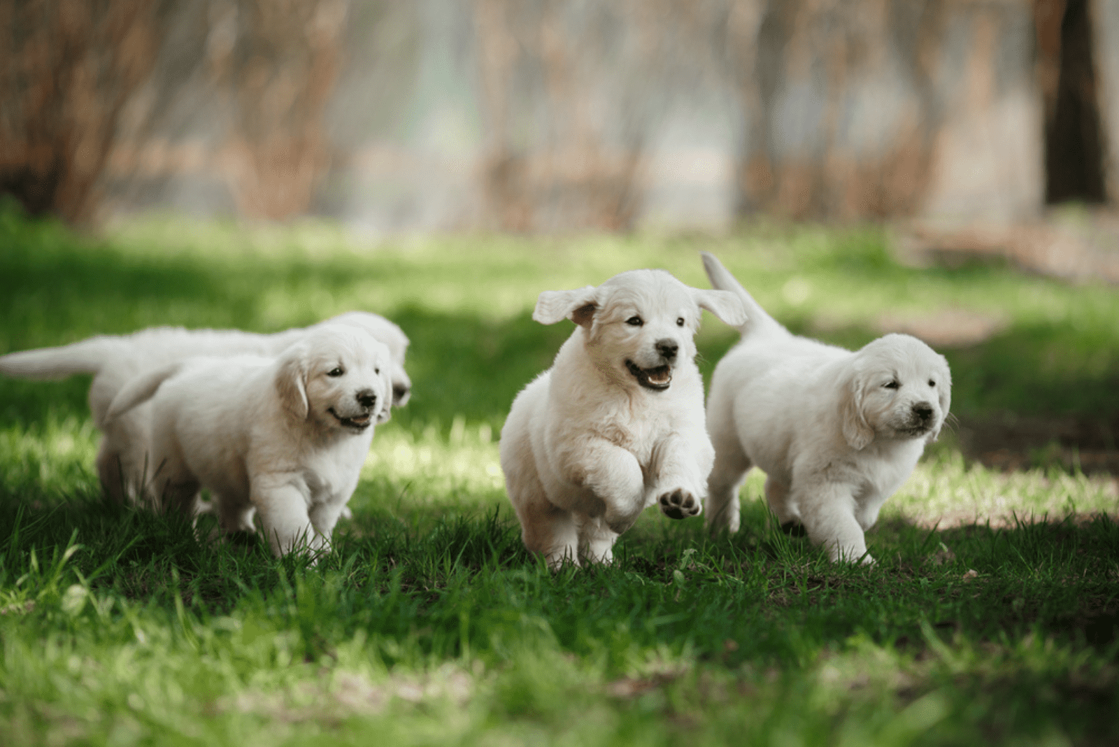 Labrador puppies running across the field