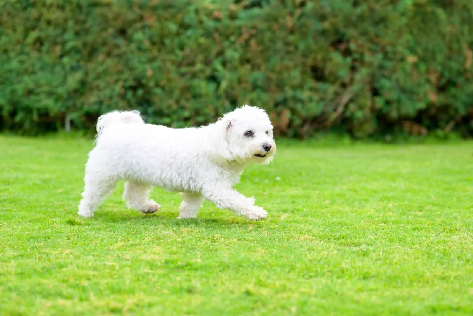 little havanese playing in the garden