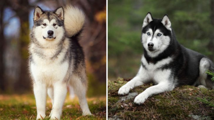 Malamute Vs Husky: The Battle For An Ice Throne