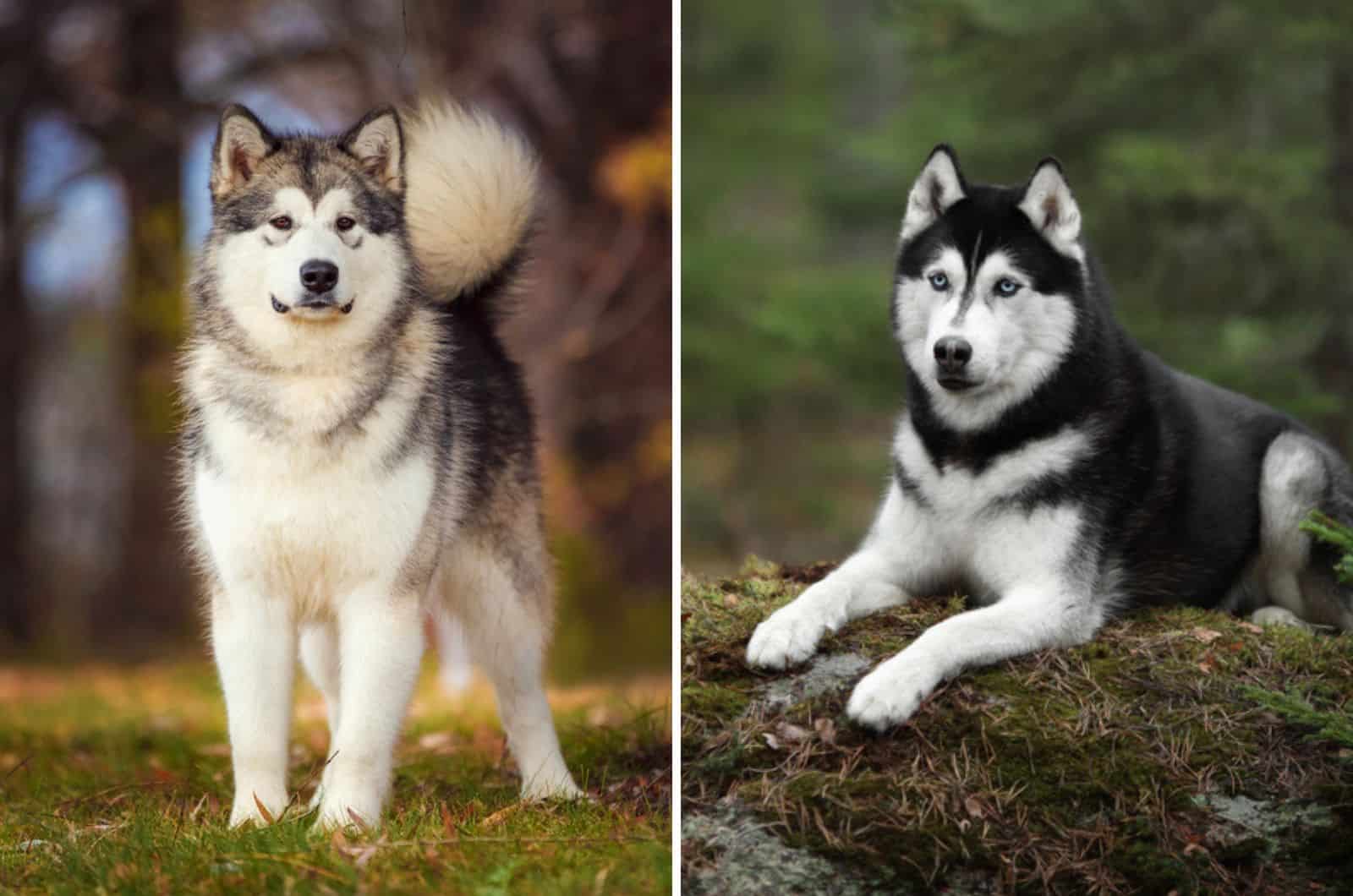 malamute vs husky