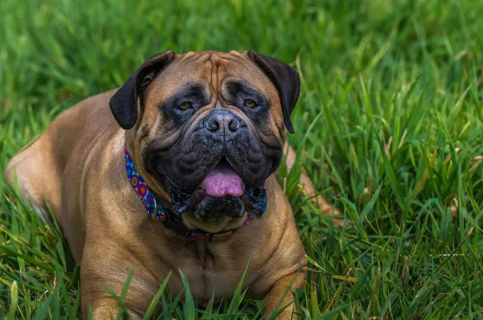 Bullmastiff Growth Chart: They're Large & They're In Charge Mature bullmastiff laying on green grass