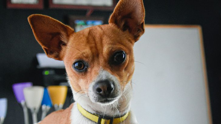 Meet The Whippet Chihuahua Mix – Chi Whip In Detail