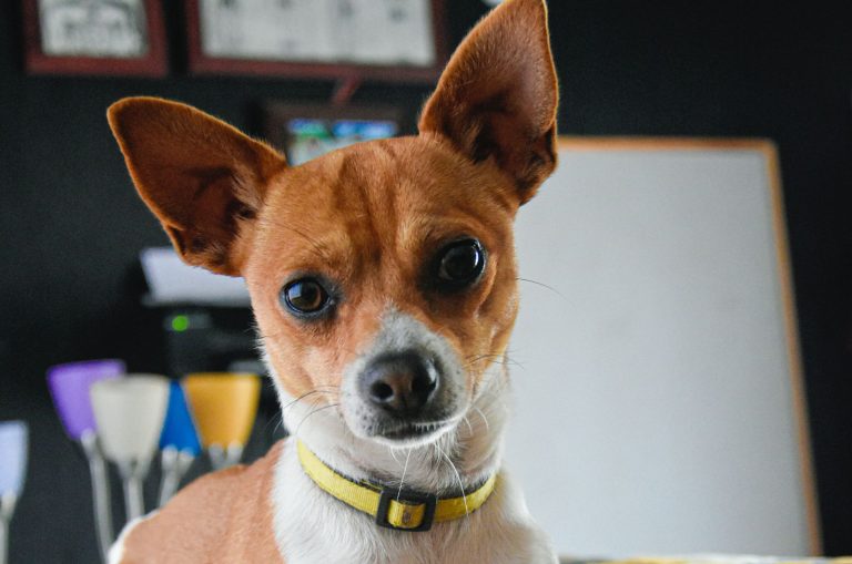 Whippet Chihuahua Mix