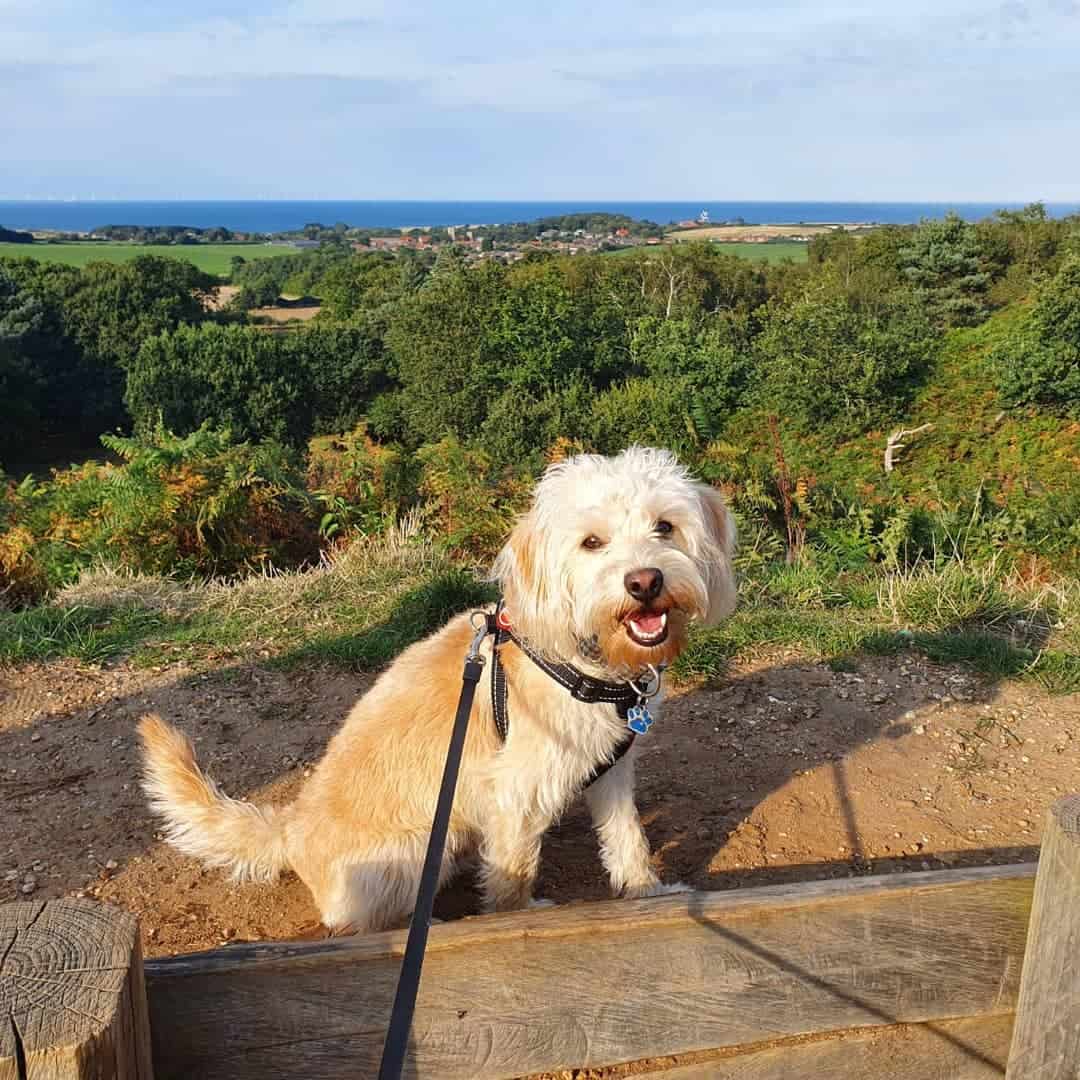 Miniature Poodle Beagle Mix