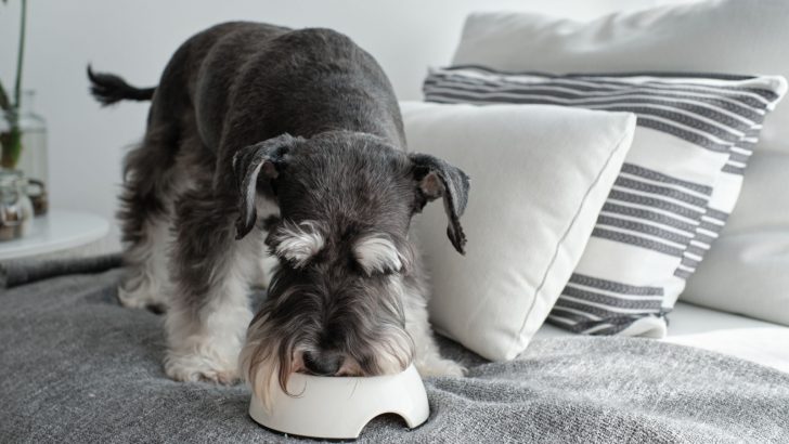 are carrots good for a miniature schnauzer