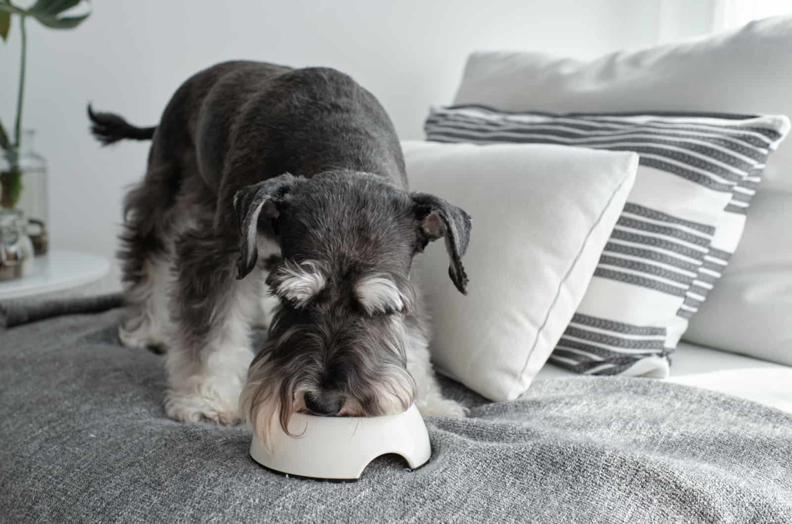Miniature Schnauzer Feeding Chart And All There Is To It