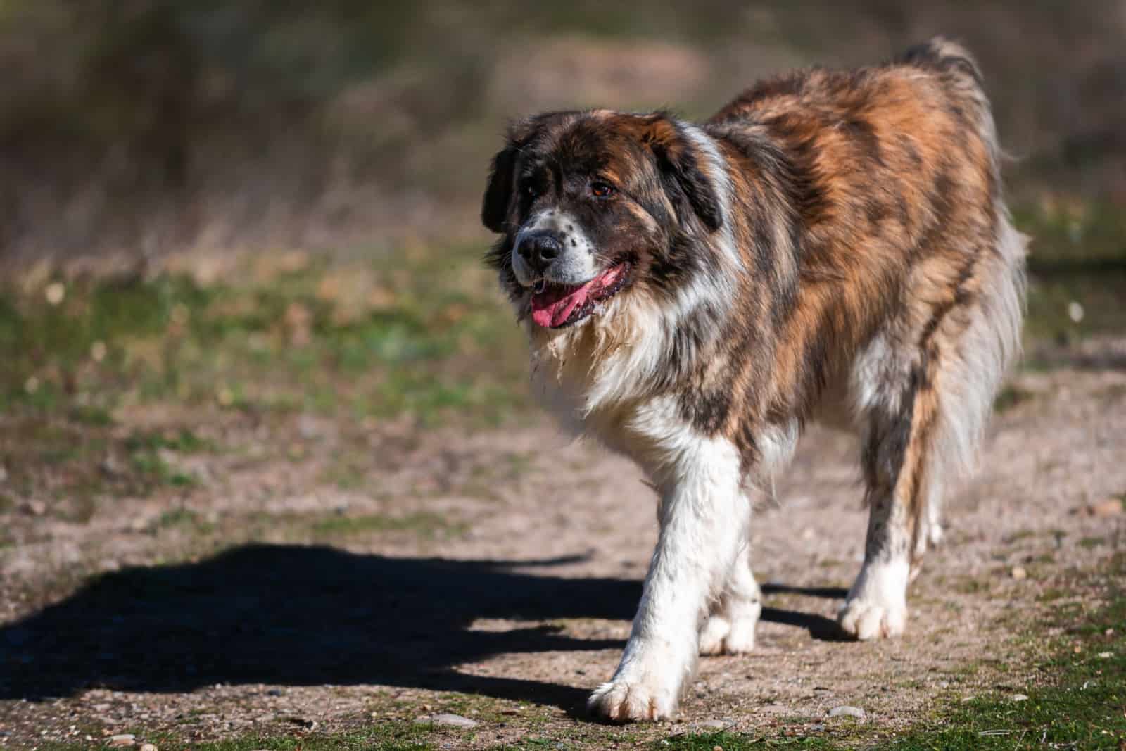 Moscow watchdog, dog walking in a sunny day in the forest