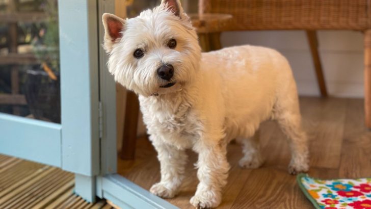 My Dog Is Pacing And Won’t Lie Down – What’s Wrong?