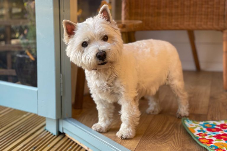 terrier dog standing at the entrance of a door