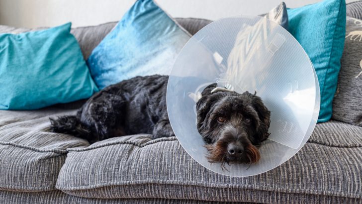 My Dog Jumped After Being Spayed, So I Did These 4 Things
